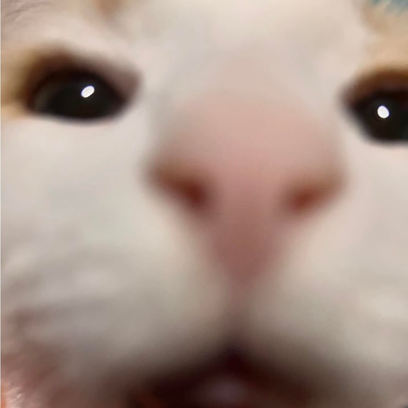 Meet your Posher, Xaymara - Picture 1 of 1